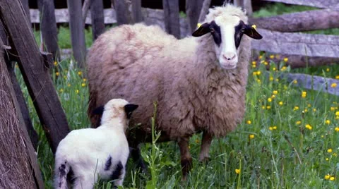 Baby lamb and sheep in the pen on the meadow Stock Footage