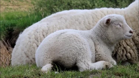 Baby lamb nestled on mother Stock Footage
