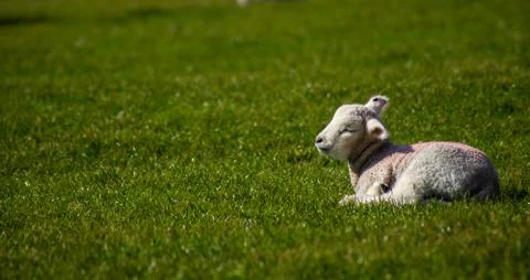 Baby lamb resting on irish landscape Stock Photos