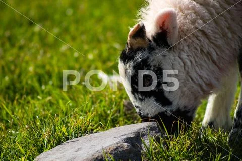 Baby lamb (sheep) grazing Stock Photos