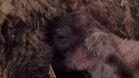 Baby lamb taking it's first suckle from it's mother Video stock 78271288