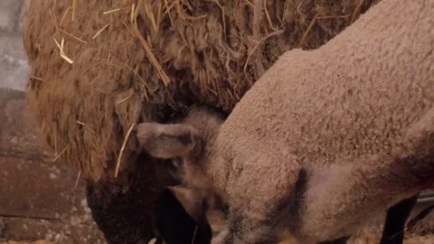 Baby lamb taking it's first suckle from it's mother Stock Footage 78277876