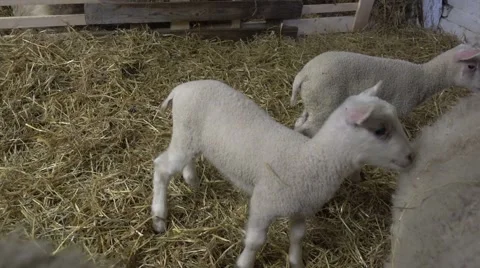 Baby lambs in a pen. Stock Footage 61796653