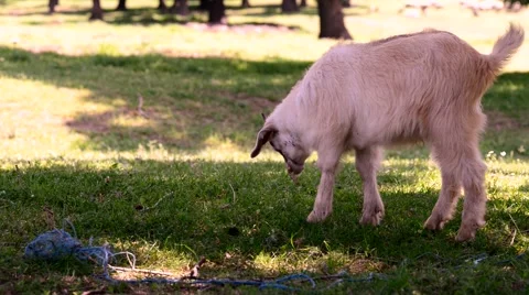 Baby lamp eating grass Stock Footage 52232686