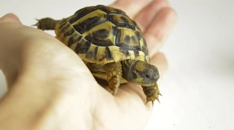 Baby land turtle crawling  on hands Stock Footage 68907979