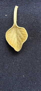 Baby leaf with texture background Stock Photos