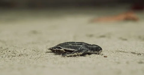 Baby Leather Back Turtle On Beach 4K Stock Footage 152919134
