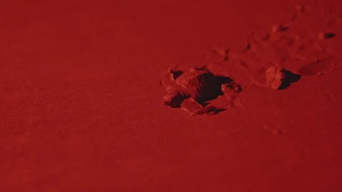Baby leatherback turtle crawling on red-lit sand Stock Footage 311034901