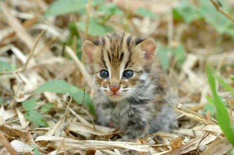Baby leopard cat Foto stock