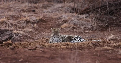 A baby leopard drinks milk from its mother in the savannah Stock Footage 224939543