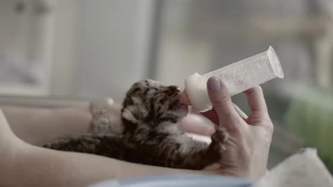 BABY LEOPARD FEEDING Stock Footage 170732417