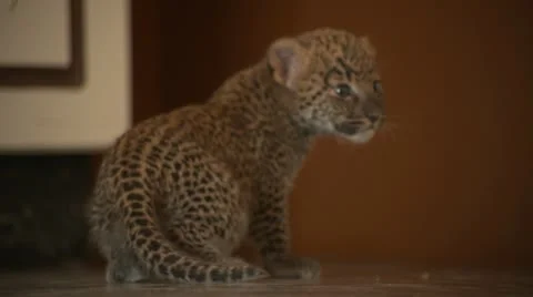 Baby Leopard Stock Footage 10969589