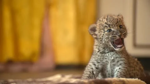 Baby leopard Stock Footage 10969618