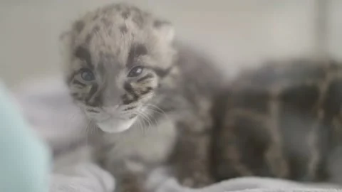 BABY LEOPARD Stock Footage 170732407
