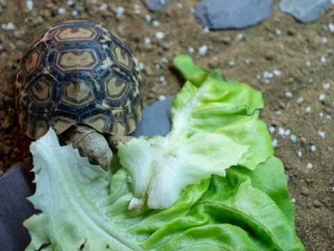 A baby leopard tortoise chowing down on a big lettuce leaf Stock Photos