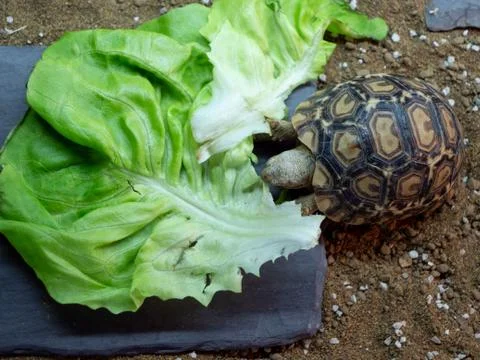 A baby leopard tortoise chowing down on a big lettuce leaf Stock Photos