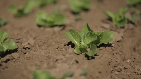 Baby Lettuce in a row Stock Footage 94642913
