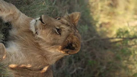 Baby Lion Stock Footage 234679183