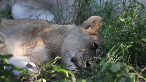 Baby lion Stock Footage 334748551