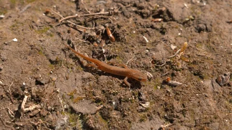 Baby lizard crawls on the ground. slow motion Stock Footage 310825730