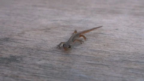 A baby lizard crawls towards the camera on a wooden board Stock Footage 310825658