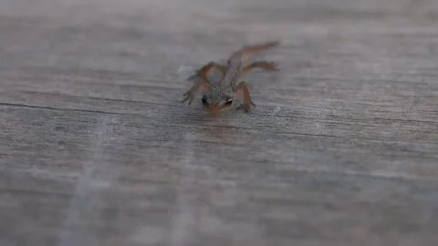 A baby lizard crawls towards the camera on a wooden board Stock Footage 310825701