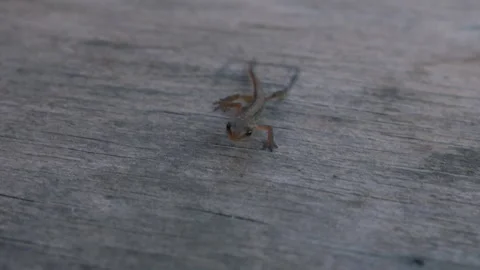 A baby lizard crawls towards the camera on a wooden board Stock Footage 310825737