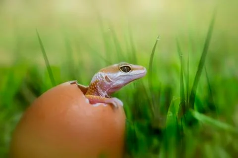 Baby lizard hatching from egg Stock Photos