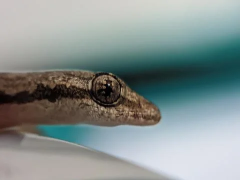 Baby lizard 库存照片