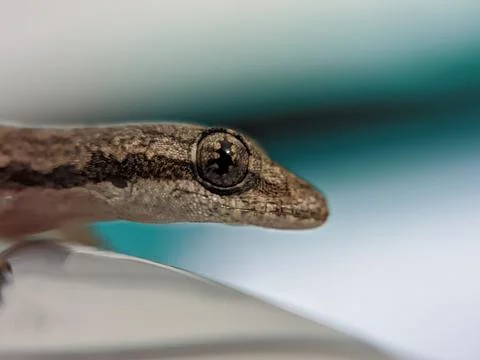 Baby lizard Foto stock