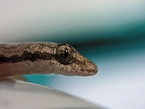 Baby lizard Stock Photos