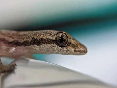 Baby lizard 库存照片