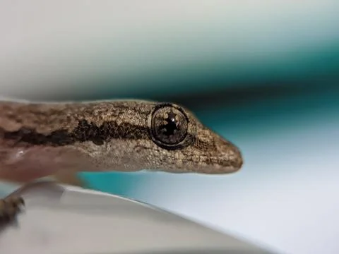 Baby lizard Stock Photos