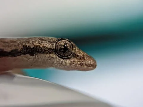 Baby lizard Foto stock