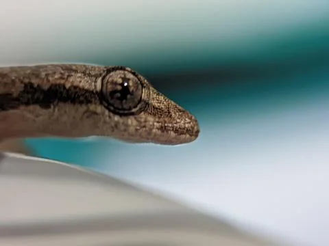 Baby lizard 库存照片