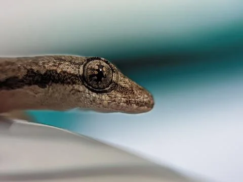 Baby lizard Stock Photos