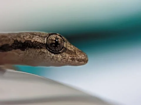 Baby lizard Stock Photos