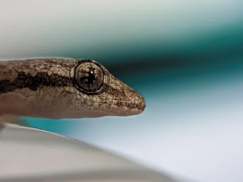 Baby lizard Stock Photos