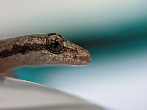 Baby lizard Stock Photos