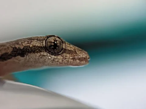 Baby lizard 库存照片