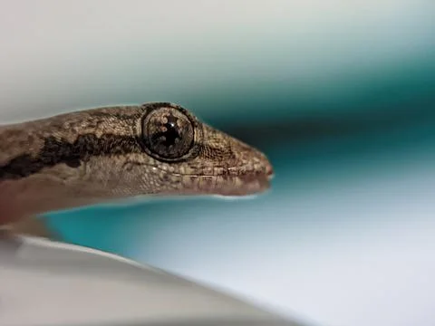 Baby lizard 库存照片