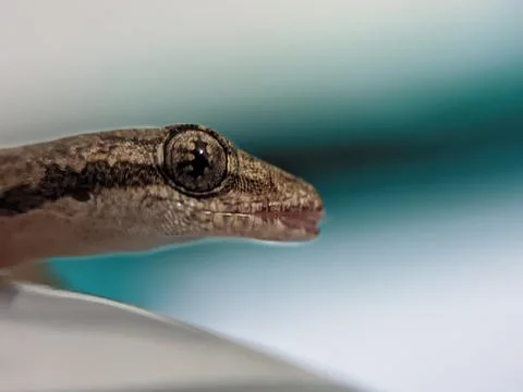 Baby lizard Foto stock