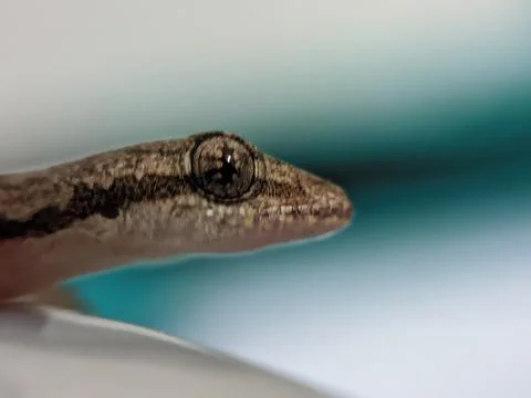 Baby lizard Stock Photos