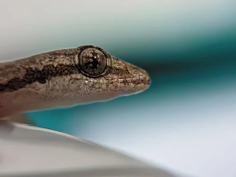 Baby lizard 库存照片