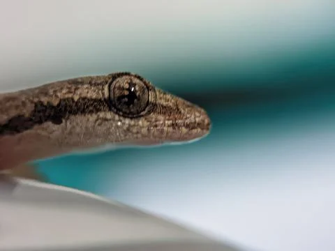 Baby lizard Foto stock