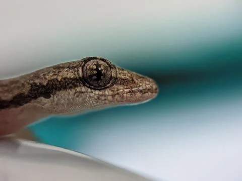Baby lizard Stock Photos