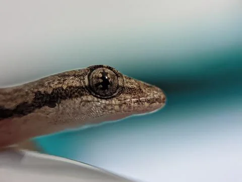Baby lizard 库存照片