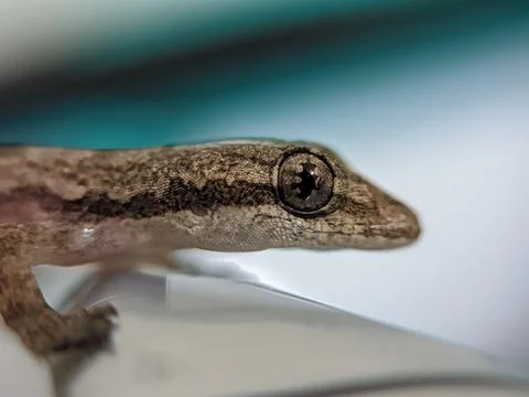 Baby lizard Stock Photos