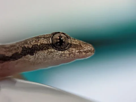 Baby lizard Stock Photos