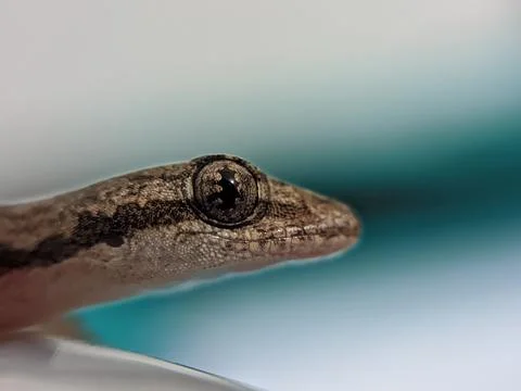 Baby lizard Foto stock